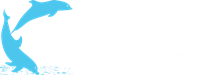 Yat Kiralama Fiyatları